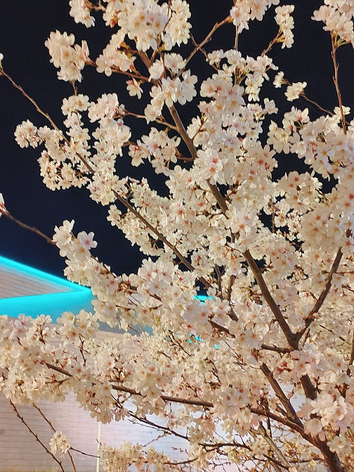 网上赌场